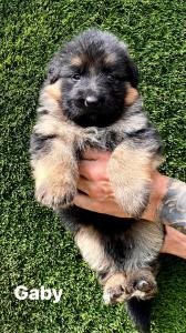 German Shephard Puppies for Sale