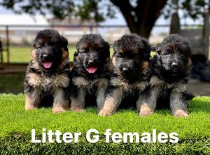 Litter-G-Females