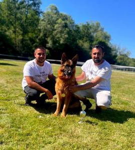 ARIALAND Kennel Announces New German Shepherds Available for Adoption