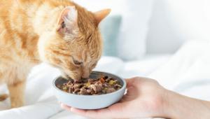 Wet Pet Food1