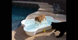 Gidget and Montgomery Playing in the Bone Pool