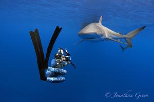 Citizen Science in action - diver photographing a silky shark in the Galapagos Islands