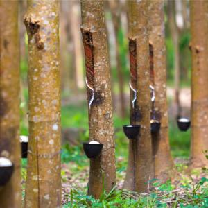 Rubber stands as one of a major driver of deforestation and is included as 7 commodities regulated by EUDR