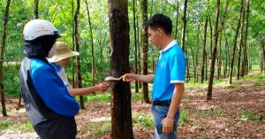 Huy Anh Rubber Co., Ltd. strengthens its position in the global rubber industry by complying to the EUDR