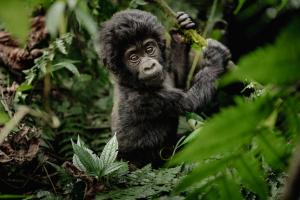 Asilia Erebero Hills Baby gorilla standing