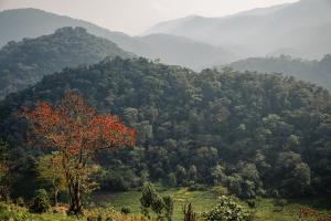 Asilia Erebero Hills - Bwindi Forest