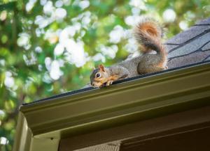 More Squirrels Expected in Virginia Homes as Temperatures Cool