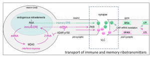 Memory loss in disease from neuroinflammation due to junk RNA