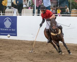 An arena polo player on his horse plays the ball in front of spectators