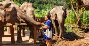 A woman touching an elephant in Thailand