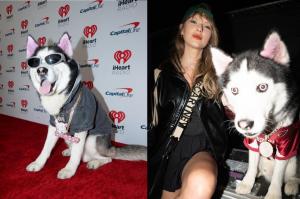 Celebrity Dog Swaggy Wolfdog Offers Cash Reward After losing 0K  Custom Chain at Red Carpet