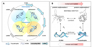 G-flipons enable condensate formation between different genomic regions to coordinate transcription, splicing and termination of RNAs. They do so by loading up protein complexes that van be triggered when the time is right.