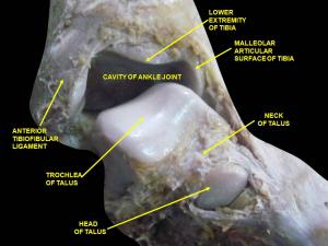 The Brookbush Institute Enhances Anatomy Education with an Update to the Course ‘Ankle Joint Actions and Muscles’