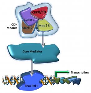 CDK8/19 Mediator Kinase