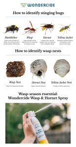 Wondercide Reveals The Mystery Behind Aggressive Fall Wasps