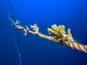 coral restoration