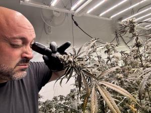 A cultivator closely inspecting a cannabis flower under LED grow lights in an indoor cultivation facility, showcasing the attention to detail and commitment to growing high-quality medical cannabis in Mississippi