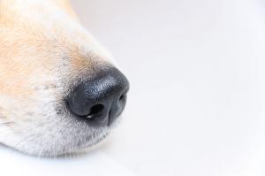 Dog Sniffing Cancer