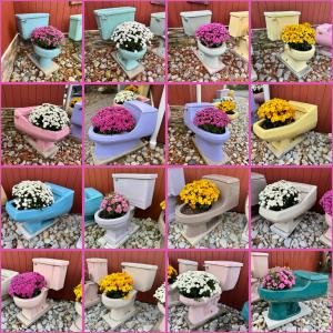 A 4x4 grid showing close ups of vintage toilets filled with mums in bloom