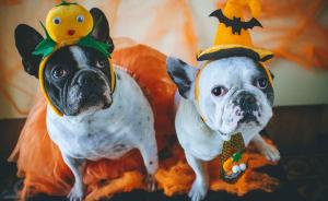 Two small dogs in Halloween costumes