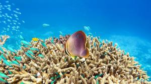 fish swimming on the Great Barrier Reef