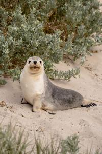 An Australian Sea Lion on a beach located on Kangaroo Island