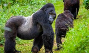 A mountain gorilla in Rwanda's Volcanoes National Park