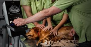 Animal/Veterinary Ultrasound