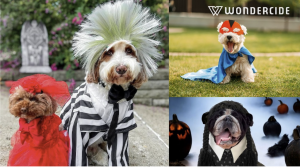 Wonderween lets us enjoy the best of this time of year with our furry friends while we explore our creative and imaginative sides.