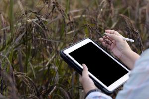 A farmer using a tablet for smart farming in a rice berry field.