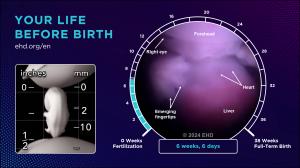 Front view of a 6-week, 6-day human embryo with visible forehead, face, heart, and liver. The right hand features easily recognizable emerging fingertips.