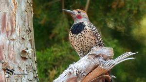 A Guatemalan Flicker (Colaptes mexicanoides) perched on a bare cypress branch against the forest backdrop of the slopes of Agua Volcano in Antigua, Guatemala. Captured by the Birdwatching Guatemala team during the Antigua Birding Walk,