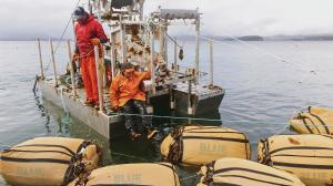 Embodying regenerative best practices, the Blue Evolution team gear up for a large haul of seaweed in Zodiak, Alaska.