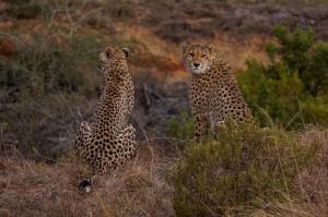 Cheetah Moving Into New Territory on Amakhala Game Reserve  - photo by @lulainafrica