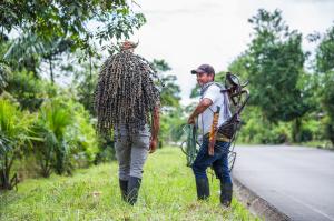 Colombia could produce over 600k tons of açaí and become a global player in superfruit market