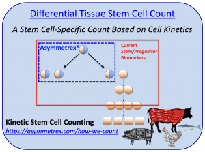 Asymmetrex®'s differential stem cell counting impacts the cultured meat industry