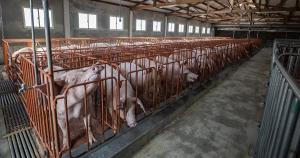 Animal Groups File Brief Urging Court to Uphold Question 3, Reject Pork Industry’s Bid to Erode Anti-Confinement Vote