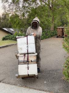 Beekeeper from O.C. Bee Guy carefully transporting bee colonies in protective gear for safe relocation in Anaheim, CA
