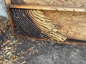 Close-up of a bee hive structure in a wooden frame, discovered during a bee relocation in Tustin, CA by O.C. Bee Guy