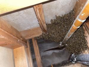 Bee swarm clustered in a structural cavity near wooden beams and pipes, addressed by O.C. Bee Guy in Yorba Linda, CA.