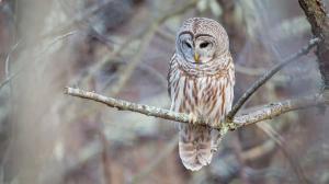 A barred owl looking down