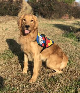 SDWR Autism Service Dog