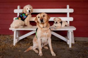 SDWR service dogs