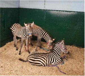 Three young zebra foals