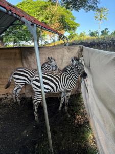 Zebras now safely in Kona