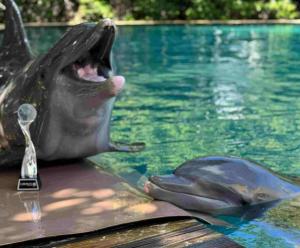 Delfines felices en un hábitat de The Dolphin Company