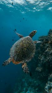 Sea turtle gliding through the vibrant reefs of Ellaidhoo Maldives by Cinnamon.