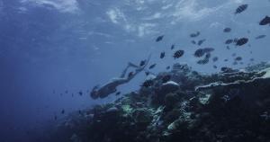 Underwater wonders during a dive at Ellaidhoo Maldives by Cinnamon