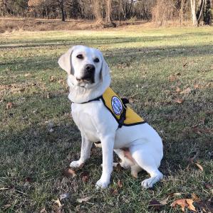 Seizure Response Service Dog