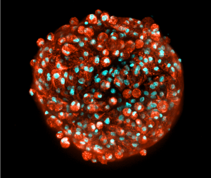 3D InSight™ Human Liver Microtissues